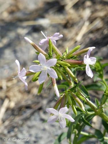 <i>Saponaria officinalis</i> L., 1753 © A. Lacoeuilhe