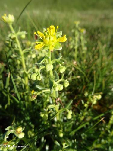 <i>Saxifraga aizoides</i> L., 1753 © P. Rouveyrol