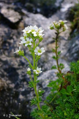 <i>Saxifraga aquatica</i> Lapeyr., 1801 © J. Thevenot