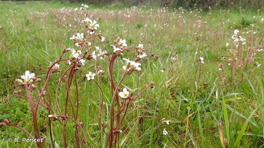 <i>Saxifraga granulata</i> L., 1753 © A.-H. Paradis & R. Poncet