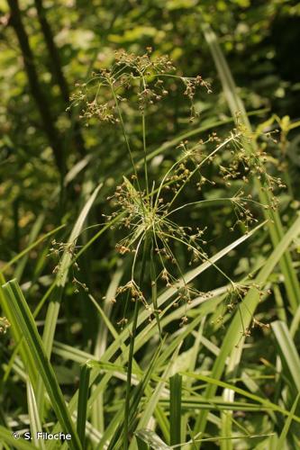 <i>Scirpus sylvaticus</i> L., 1753 © S. Filoche