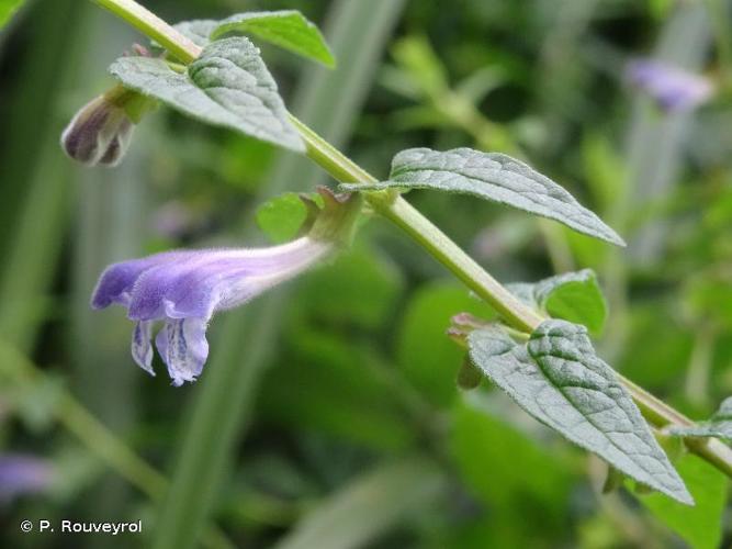 <i>Scutellaria galericulata</i> L., 1753 © P. Rouveyrol