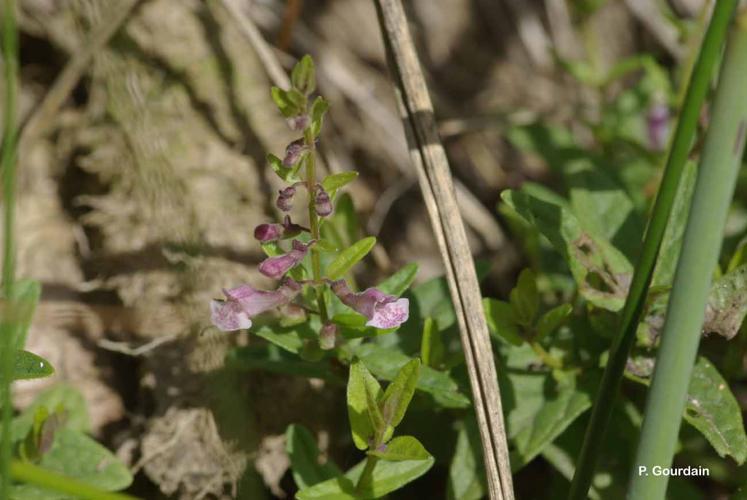 <i>Scutellaria minor</i> Huds., 1762 © P. Gourdain