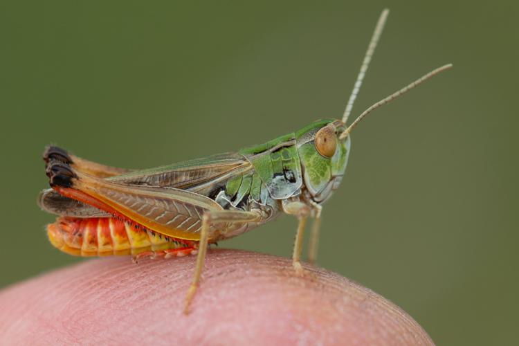 Stenobothrus fischeri glaucescens © Romain Baghi