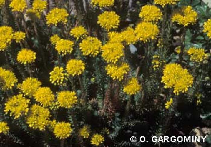 <i>Sedum rupestre</i> L., 1753 © O. Gargominy