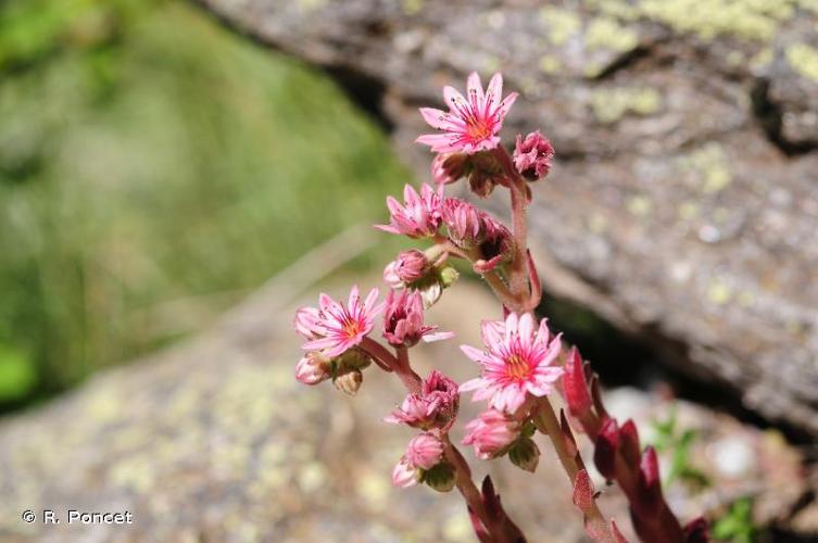 <i>Sempervivum arachnoideum</i> L., 1753 © A.-H. Paradis & R. Poncet