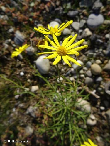 <i>Senecio inaequidens</i> DC., 1838 © P. Rouveyrol