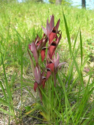 <i>Serapias vomeracea</i> (Burm.f.) Briq., 1910 © P. Gourdain