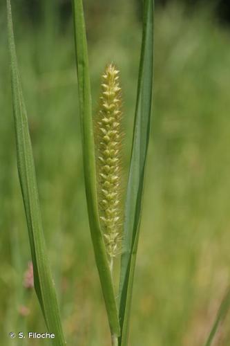 <i>Setaria pumila</i> (Poir.) Roem. & Schult., 1817 © S. Filoche