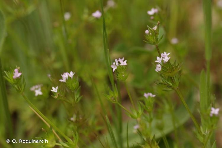 <i>Sherardia arvensis</i> L., 1753 © O. Roquinarc'h