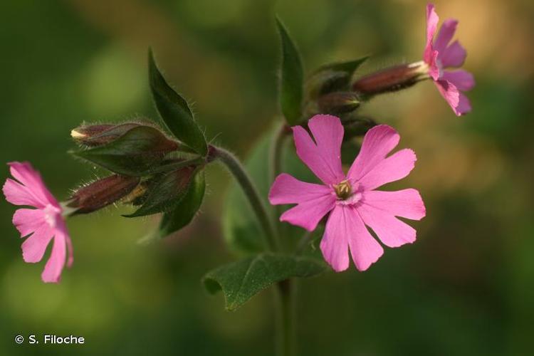 <i>Silene dioica</i> (L.) Clairv., 1811 © S. Filoche