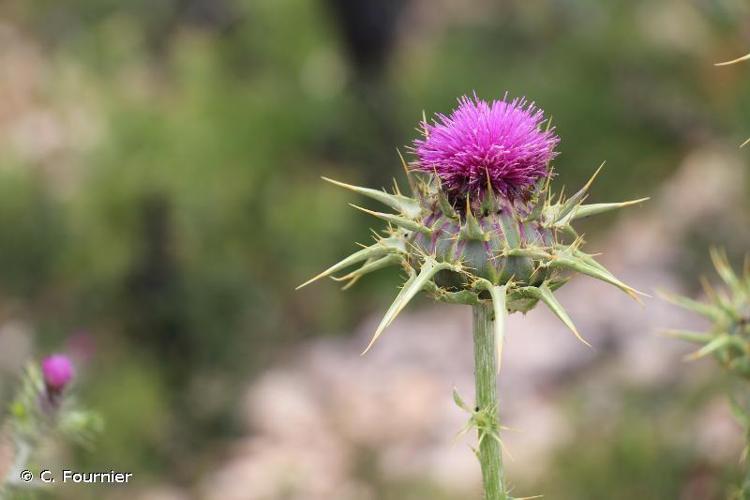 <i>Silybum marianum</i> (L.) Gaertn., 1791 © C. Fournier