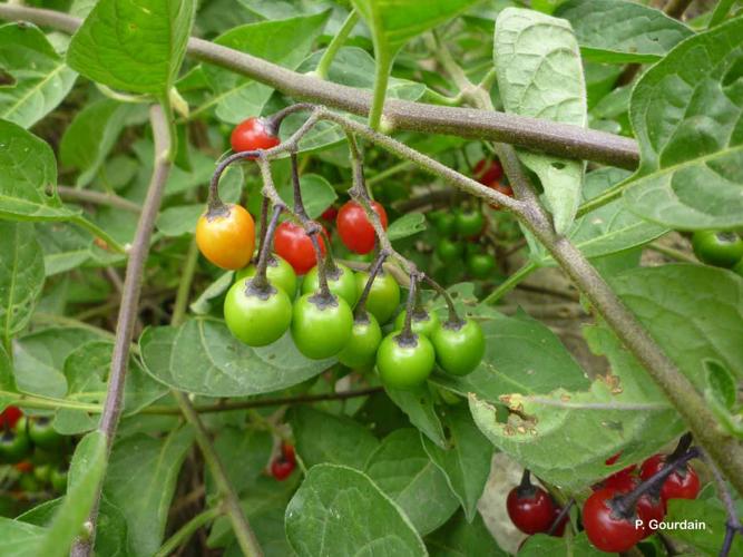 <i>Solanum dulcamara</i> L., 1753 © P. Gourdain