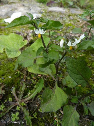 <i>Solanum nigrum</i> L., 1753 © P. Rouveyrol