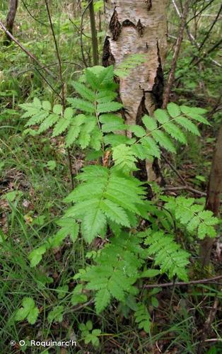 <i>Sorbus aucuparia</i> L., 1753 © O. Roquinarc'h