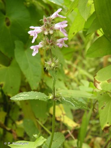 <i>Stachys palustris</i> L., 1753 © P. Rouveyrol