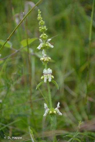 <i>Stachys recta</i> L., 1767 © D. Happe