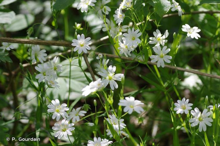 <i>Stellaria holostea</i> L., 1753 © P. Gourdain