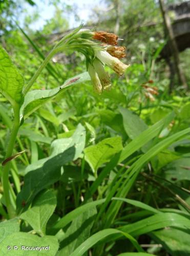 <i>Symphytum tuberosum</i> L., 1753 © P. Rouveyrol