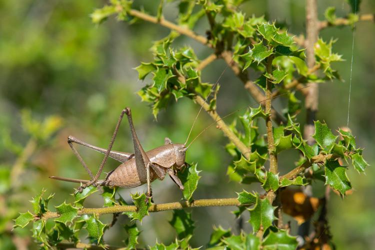 Thyreonotus corsicus corsicus © Romain Baghi