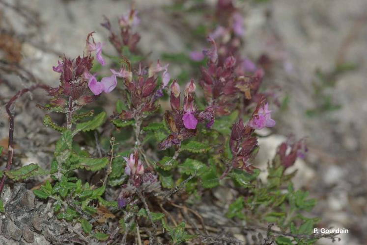 <i>Teucrium chamaedrys</i> L., 1753 © P. Gourdain