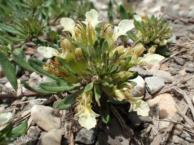 <i>Teucrium montanum</i> L., 1753 © H. TINGUY