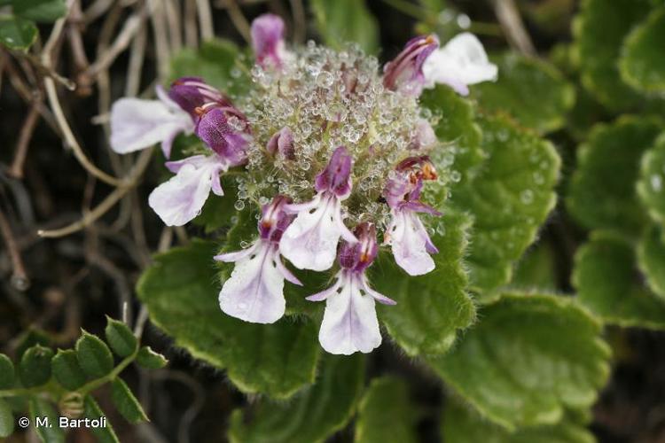 <i>Teucrium pyrenaicum</i> L., 1753 © M. Bartoli