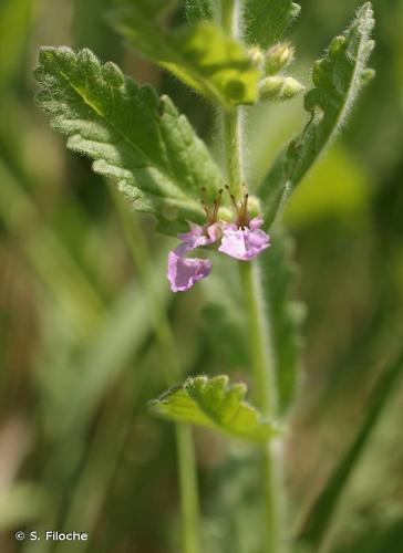 <i>Teucrium scordium</i> L., 1753 © S. Filoche