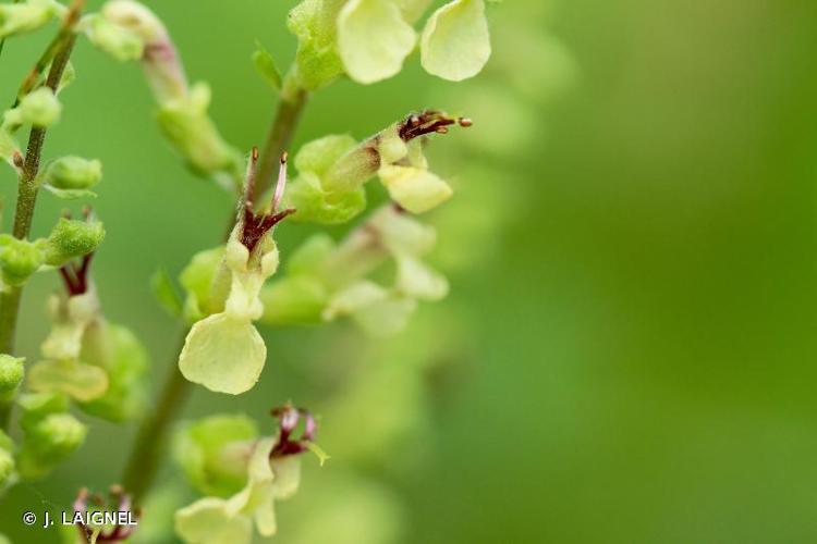 <i>Teucrium scorodonia</i> L., 1753 © J. LAIGNEL