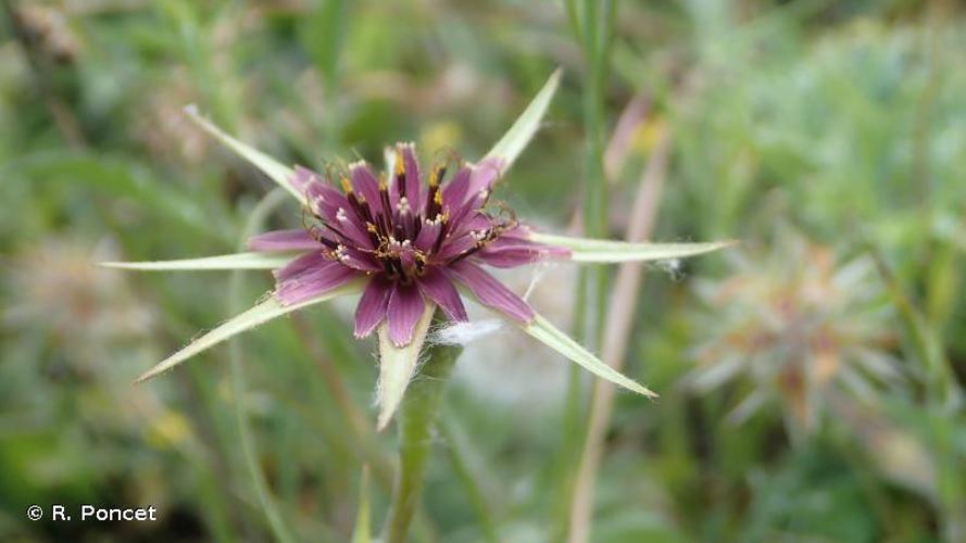 <i>Tragopogon porrifolius</i> L., 1753 © A.-H. Paradis & R. Poncet