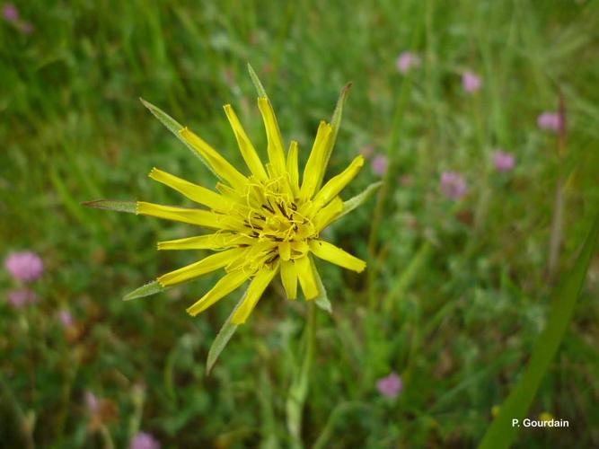 <i>Tragopogon pratensis</i> L., 1753 © P. Gourdain