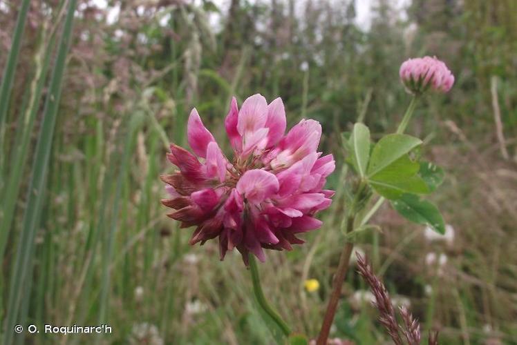 <i>Trifolium hybridum</i> L., 1753 © O. Roquinarc'h