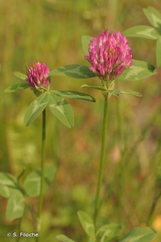 <i>Trifolium pratense</i> L., 1753 © S. Filoche