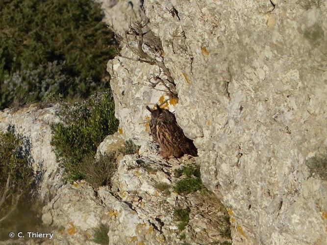 <i>Bubo bubo</i> (Linnaeus, 1758) © C. Thierry