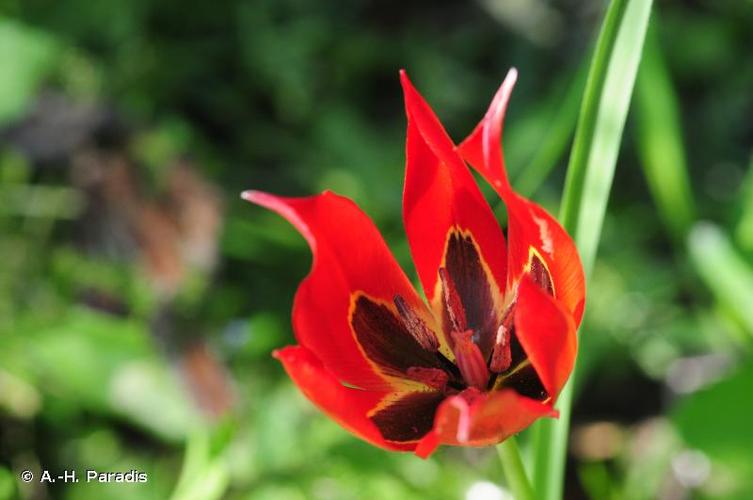 <i>Tulipa agenensis</i> DC., 1804 © A.-H. Paradis & R. Poncet