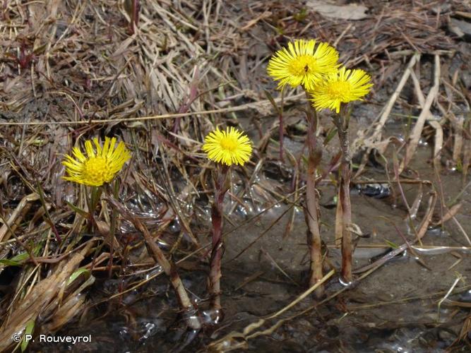 <i>Tussilago farfara</i> L., 1753 © P. Rouveyrol