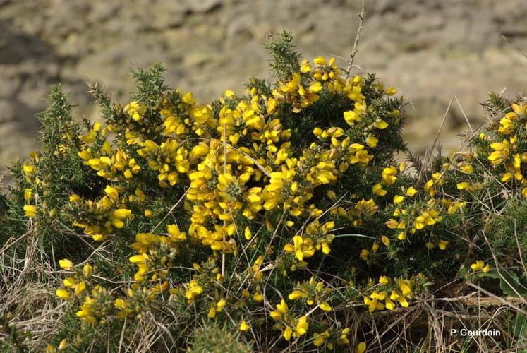 <i>Ulex europaeus</i> L., 1753 © P. Gourdain