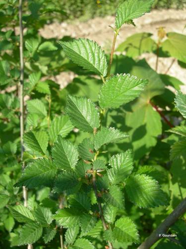 <i>Ulmus minor</i> Mill., 1768 © P. Gourdain