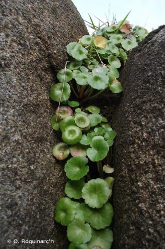 <i>Umbilicus rupestris</i> (Salisb.) Dandy, 1948 © O. Roquinarc'h