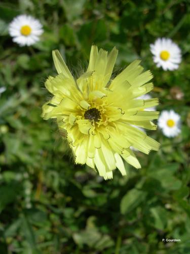 <i>Urospermum dalechampii</i> (L.) Scop. ex F.W.Schmidt, 1795 © P. Gourdain