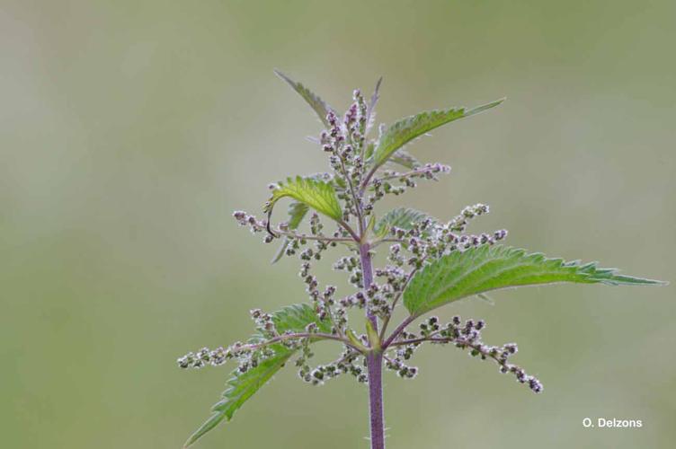 <i>Urtica dioica</i> L., 1753 © O. Delzons