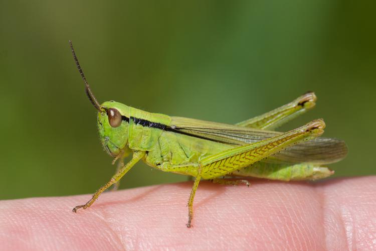 Mecostethus parapleurus parapleurus © Romain Baghi