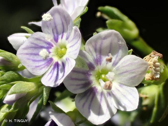 <i>Veronica anagallis-aquatica</i> L., 1753 © H. TINGUY