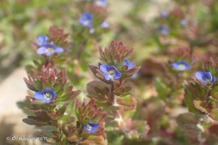 <i>Veronica arvensis</i> L., 1753 © O. Roquinarc'h