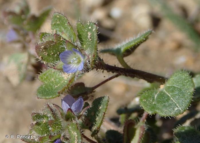 <i>Veronica hederifolia</i> L., 1753 © A.-H. Paradis & R. Poncet