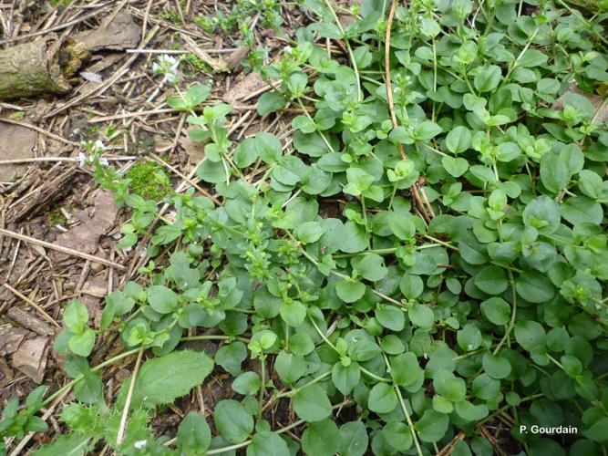 <i>Veronica serpyllifolia</i> L., 1753 © P. Gourdain