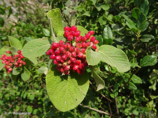 <i>Viburnum lantana</i> L., 1753 © P. Rouveyrol