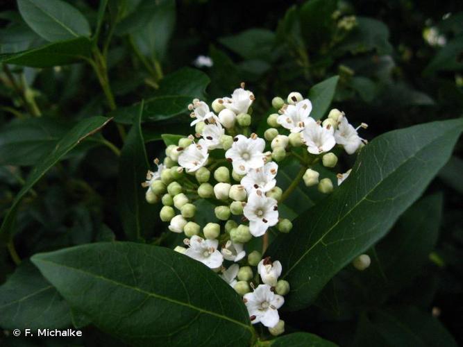 <i>Viburnum tinus</i> L., 1753 © F. Michalke