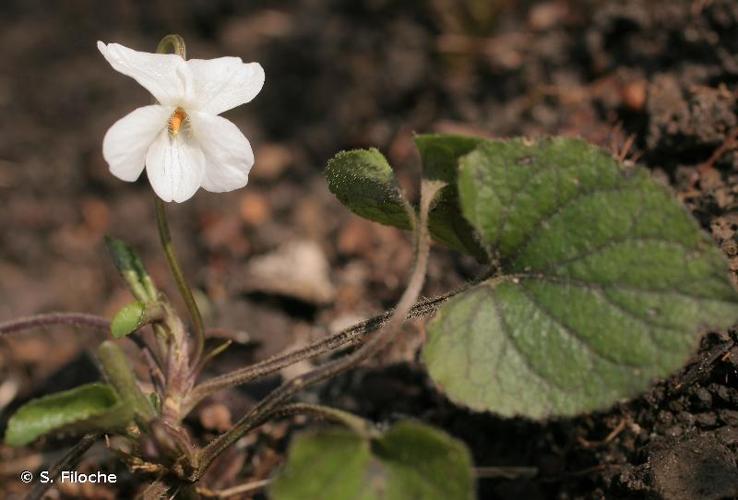 <i>Viola alba</i> Besser, 1809 © S. Filoche