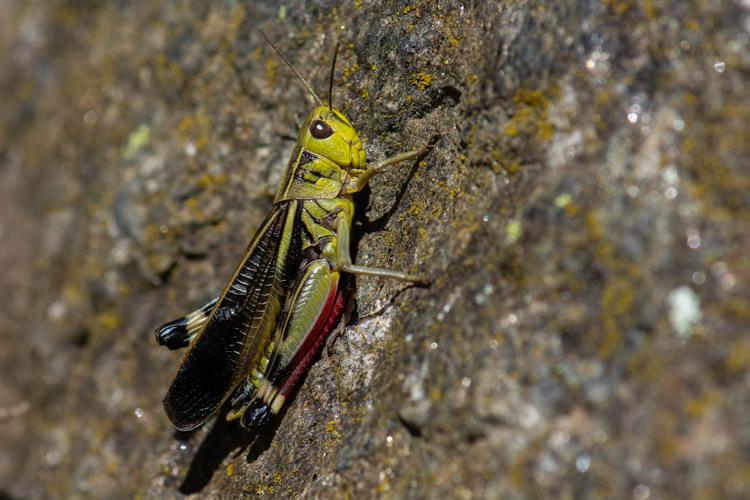 Arcyptera fusca © Romain Baghi